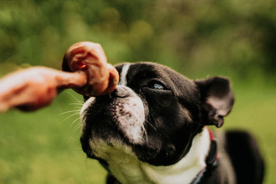 Dog learning why a dog feeding schedule by age matters.