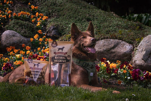 Brown dog laying next to a large and small bag of Bully Bunches dog chews