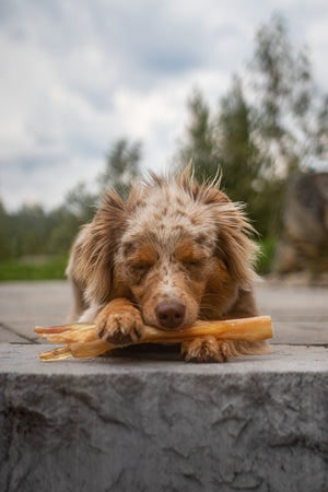 Safe Dog Chews pour les mâcheurs agressifs