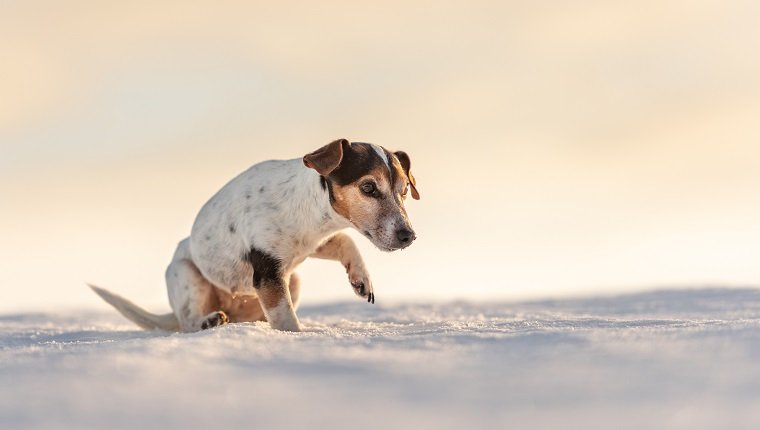 Frostbite in Dogs’ Paws: What Everyone Needs to Know