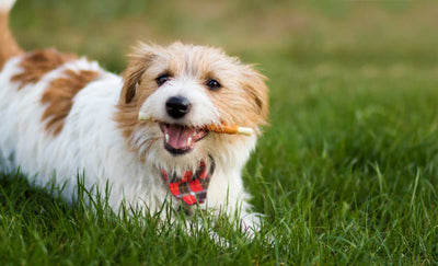 ARE DENTAL CHEWS GOOD FOR DOGS