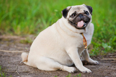 How to Tell if Your Dog Is Overweight: Signs & Causes