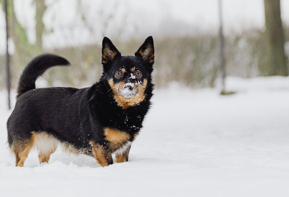 Black and brown puppy in snow about to receive a bully stick puppy treat 