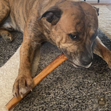 12 Inch Thick Bully Stick