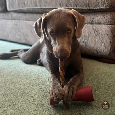 Bâtonnet de collagène tressé de 10 à 12 pouces