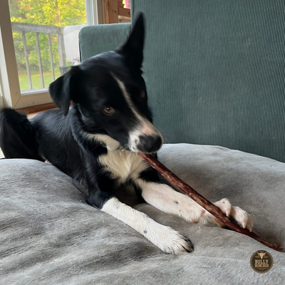 Champion Chew de 10 à 12 pouces