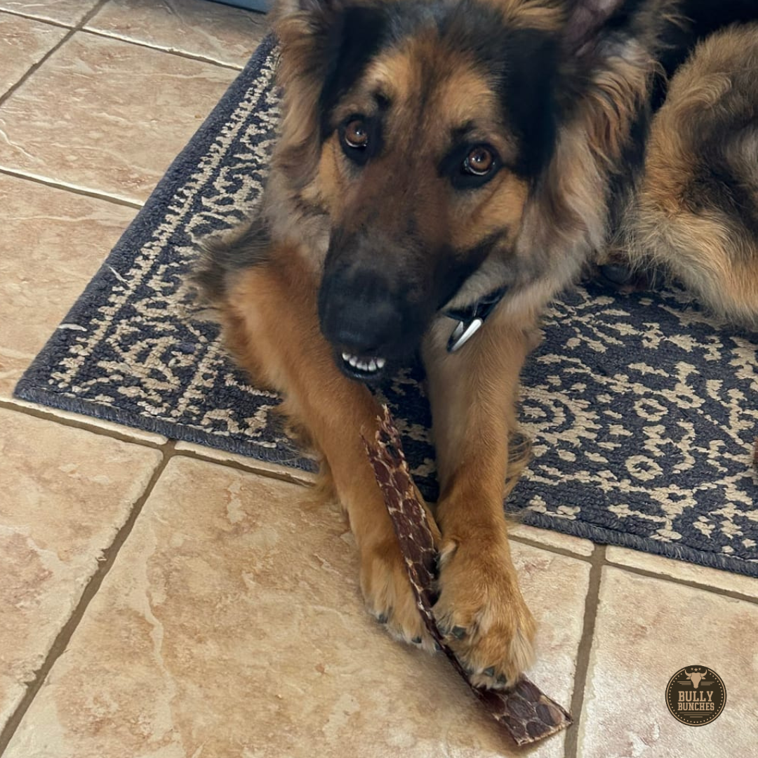 Lanière de boeuf séchée de 12 pouces