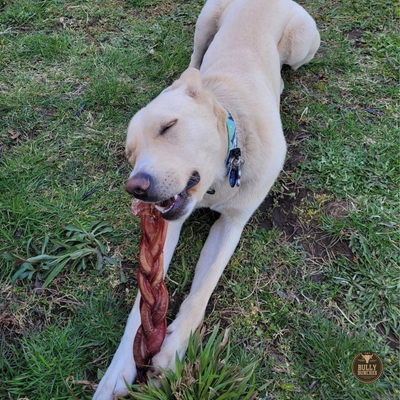 A gold lab dog chewing on a Bully Bunches 12-inch jumbo braided bully stick.
