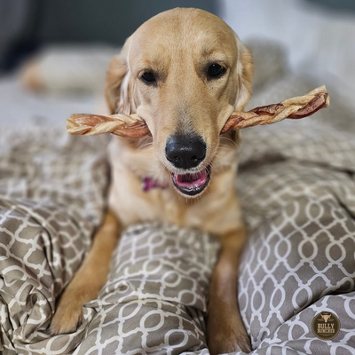 A brown dog chewing on a Bully Bunches 12-inch standard braided bully stick.