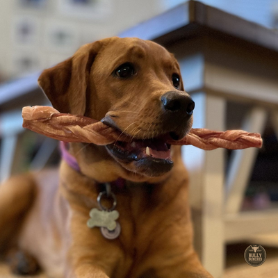 A brown dog chewing on a Bully Bunches 12-inch thick braided bully stick.