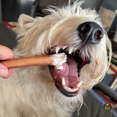 A fluffy white dog chewing on a Bully Bunches 6-inch standard bully stick.