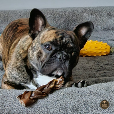 Bâtonnet de collagène tressé de 12 à 15 cm