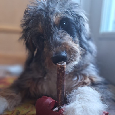 5-6 Inch Champion Chew