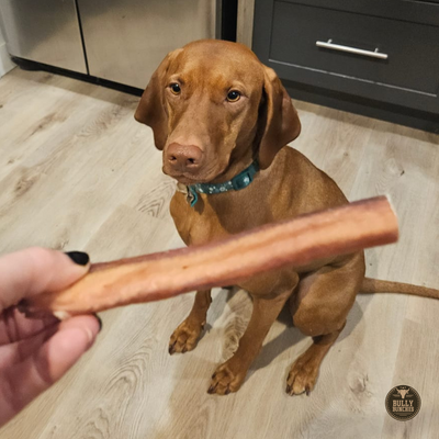 A brown dog sitting for a Bully Bunches 6-inch jumbo bully stick.