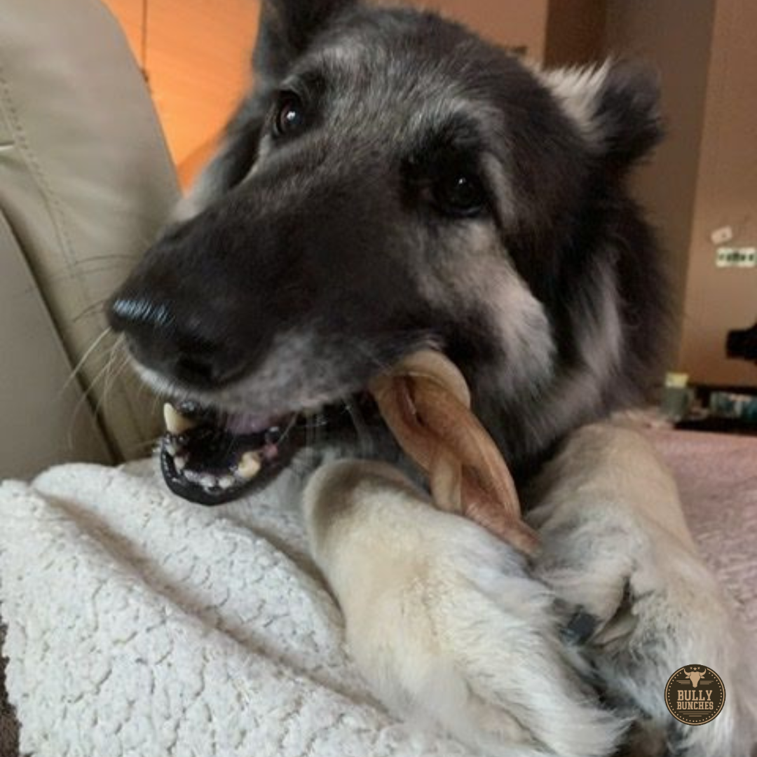 6 Inch Jumbo Braided Bully Stick