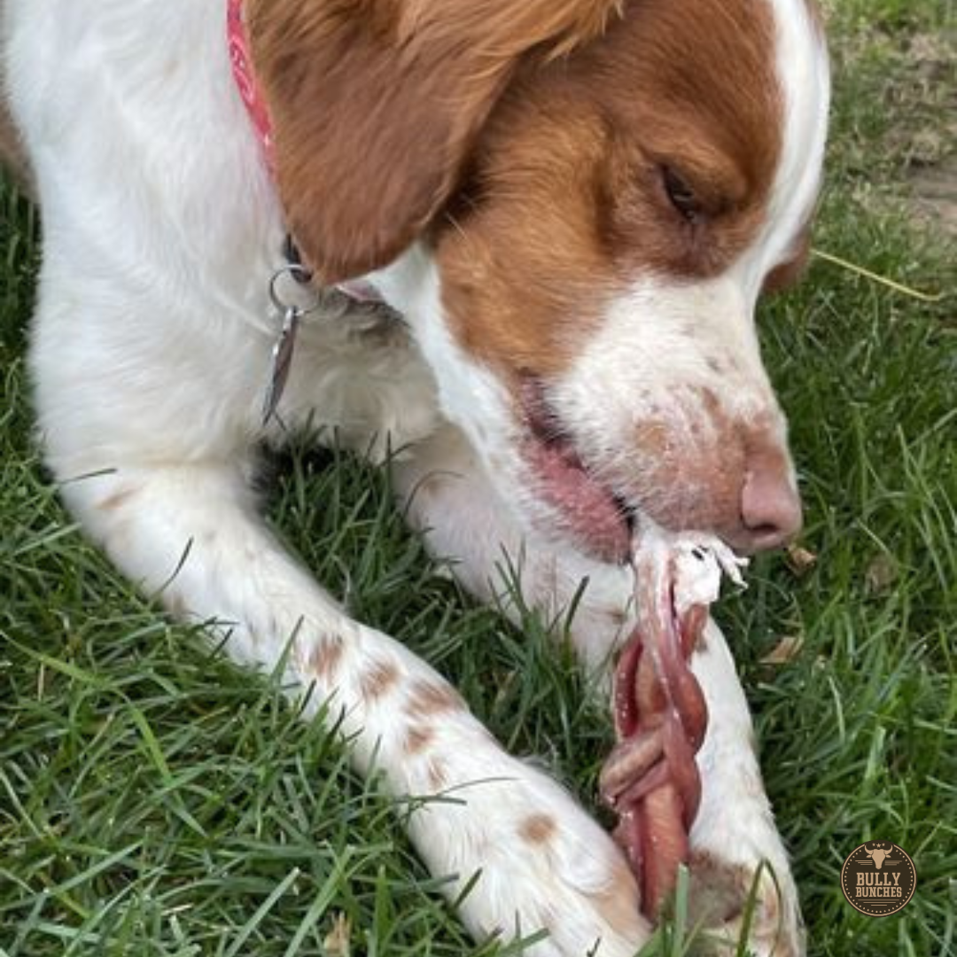 6 Inch Standard Braided Bully Stick