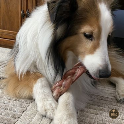 A brown and white dog chewing on a Bully Bunches 6-inch thick braided bully stick.