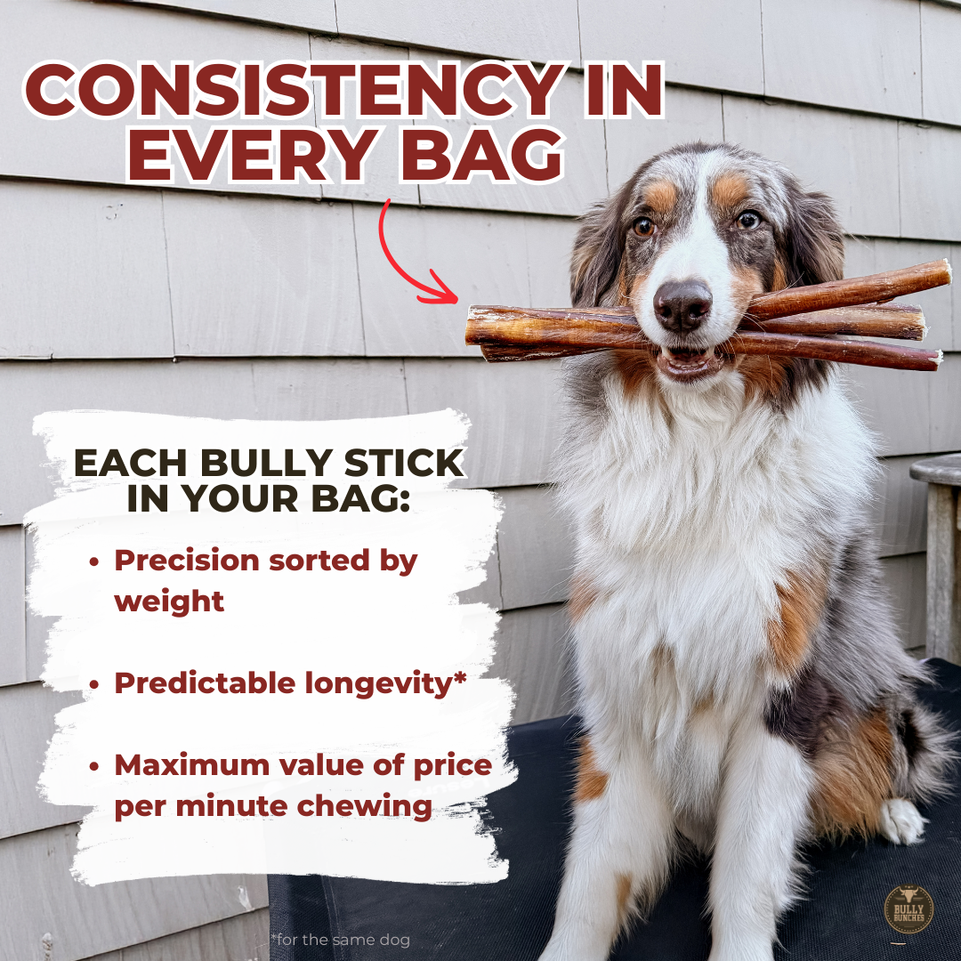 Bully Stick Standard De 6 Pouces