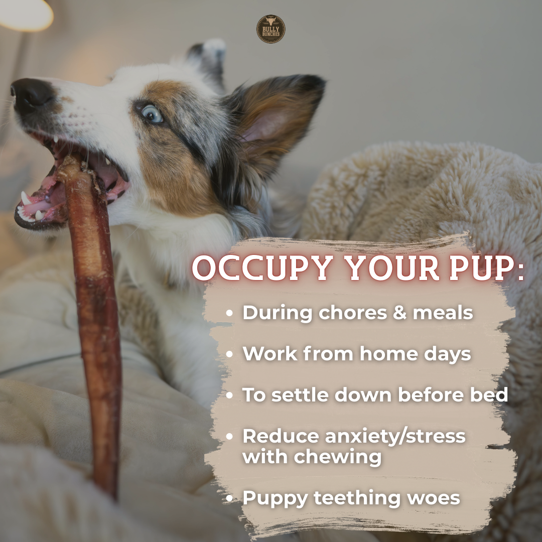 Bully Stick Standard De 6 Pouces