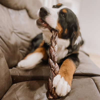 Black, brown and white dog lying on it's stomach, chewing a 12 inch braided jerky stick from Bully Bunches.