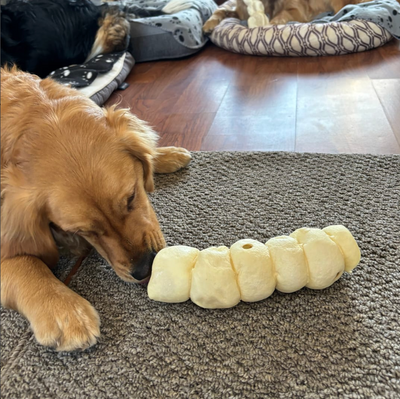 Golden Retriever nipping a 10-12 inch cheek roll from Bully Bunches.