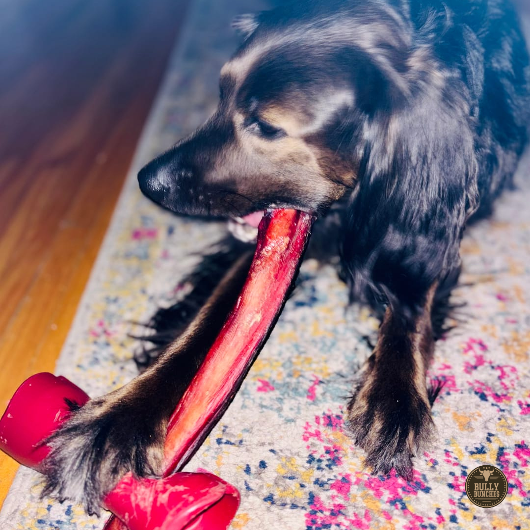 12 Inch Mega Monster Bully Stick (LIMITED)