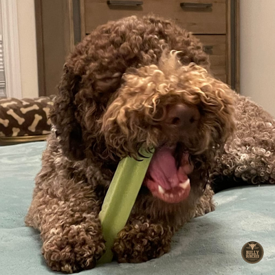 Brown curly dog chewing on a medium-sized mint Himalayan Yak Chew from Bully Bunches.
