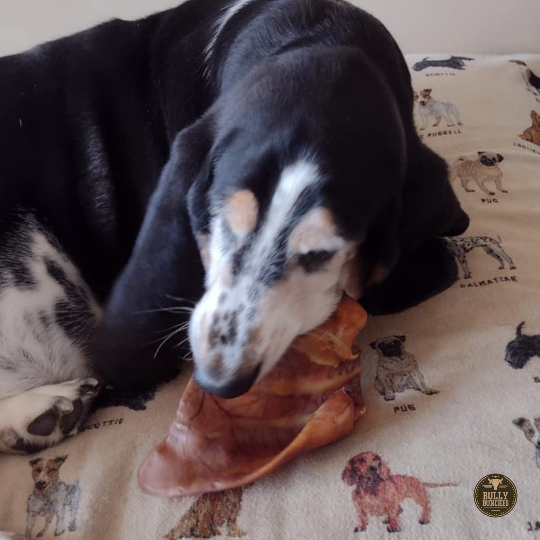 Oreille de porc entière