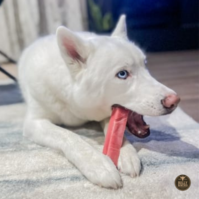 White dog chewing a medium-sized Strawberry Himalayan Yak Chew from Bully Bunches.