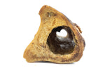 5-6 Inch Fillable Bone