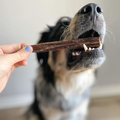 Fluffy multicolor dog chewing on a 6-inch jerky stick.